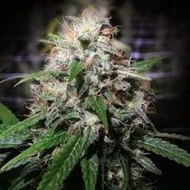 Electric Avenue (Original Dampkring Genetics) Cannabis Seeds