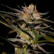 Solero (Original Dampkring Genetics) Cannabis Seeds