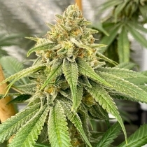 OS Glue (Old School Genetics Seeds) Cannabis Seeds