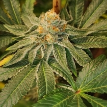 Blue D#5 (Old School Genetics Seeds) Cannabis Seeds