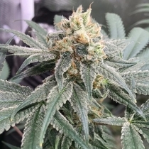 Honey Gas (Old School Genetics Seeds) Cannabis Seeds