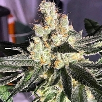 Blue Grape Fuel (Old School Genetics Seeds) Cannabis Seeds