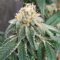 Widow Road (Old School Genetics Seeds) Cannabis Seeds