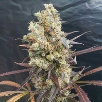 Diesel Devil Auto (Freedom Of Seeds) Cannabis Seeds