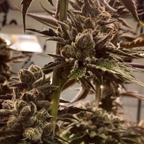 Lit in Las Vegas (Masonrie Genetics Seeds) Cannabis Seeds