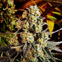 Cherry Louis (Masonrie Genetics Seeds) Cannabis Seeds
