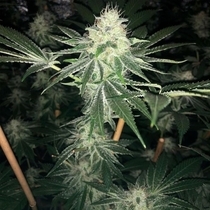 ODV Sour (Lady Sativa Genetics) Cannabis Seeds