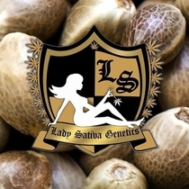 Yoga Sour Flame (Lady Sativa Genetics) Cannabis Seeds