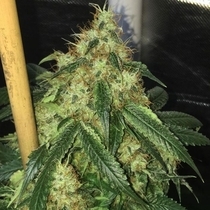 Sour Marmalade (Lady Sativa Genetics) Cannabis Seeds