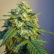 Knightbridge OZ  (Lady Sativa Genetics) Cannabis Seeds