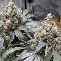 Xanadu (Katsu Bluebird Seeds) Cannabis Seeds