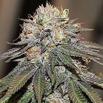 Bubba's Sis (Katsu Bluebird Seeds) Cannabis Seeds