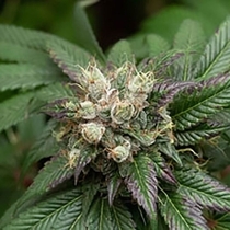 Schromba (Katsu Bluebird Seeds) Cannabis Seeds