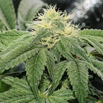 OG Tini (Karma Genetics Seeds) Cannabis Seeds