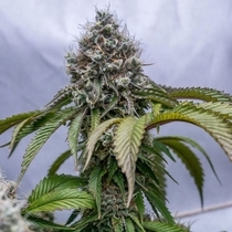 Lemon Rado (Karma Genetics Seeds) Cannabis Seeds