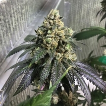 Sherb Biker (Karma Genetics Seeds) Cannabis Seeds