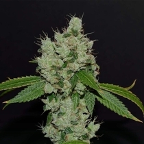 Sour Josh (Karma Genetics Seeds) Cannabis Seeds