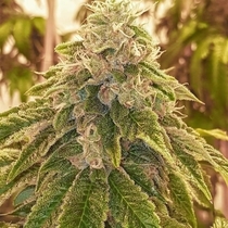 Sweets (Karma Genetics Seeds) Cannabis Seeds