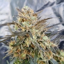 Dieselicious (Freedom Of Seeds) Cannabis Seeds