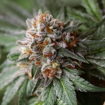 Rado Biker (Karma Genetics Seeds) Cannabis Seeds