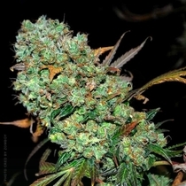 Sour Leda Regular (Karma Genetics Seeds) Cannabis Seeds