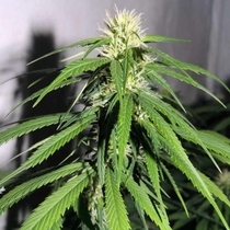 OSH A#5HZ (Karma Genetics Seeds) Cannabis Seeds