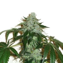 RoadDawg (Karma Genetics Seeds) Cannabis Seeds