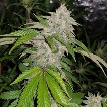 Cookie Crash (Karma Genetics Seeds) Cannabis Seeds