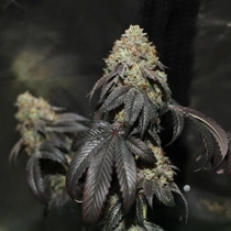 Skullcap (Karma Genetics Seeds) Cannabis Seeds