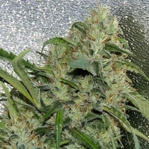Amnesia OG (Karma Genetics Seeds) Cannabis Seeds