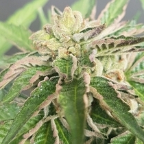 Double Funk LTD (Karma Genetics Seeds) Cannabis Seeds