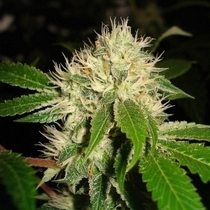 White OG S1 (Karma Genetics Seeds) Cannabis Seeds