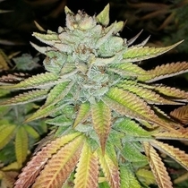 Tha Melon (Karma Genetics Seeds) Cannabis Seeds
