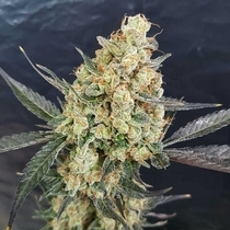 Dr. Kush (Freedom Of Seeds) Cannabis Seeds