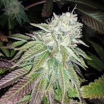 Zour Lemon (Karma Genetics Seeds) Cannabis Seeds