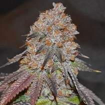 Lemon Mochi (Karma Genetics Seeds) Cannabis Seeds