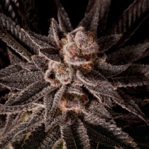 Queen's Candy (Emerald Mountain Legacy Seeds) Cannabis Seeds