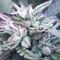 The Queen's Black Lime Pie (Emerald Mountain Legacy Seeds) Cannabis Seeds