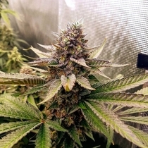 Royal Mauiberry (Emerald Mountain Legacy Seeds) Cannabis Seeds