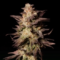 Royal Limez (Emerald Mountain Legacy Seeds) Cannabis Seeds