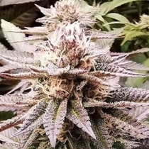 Queen's Sangria (Emerald Mountain Legacy Seeds) Cannabis Seeds