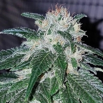 Tinky Winky (Emerald Mountain Legacy Seeds) Cannabis Seeds