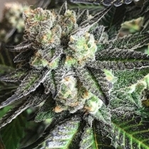 Tar Pit (Emerald Mountain Legacy Seeds) Cannabis Seeds