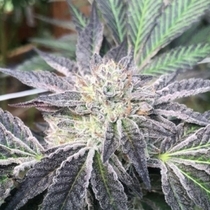 Rum Cream (Emerald Mountain Legacy Seeds) Cannabis Seeds