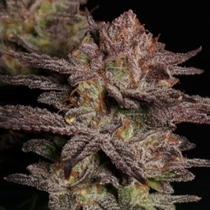 Don Quixote (Emerald Mountain Legacy Seeds) Cannabis Seeds