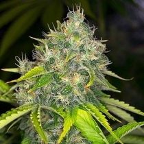 Dready Berry (Dready Seeds) Cannabis Seeds