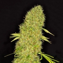 Mango Jack (Dready Seeds) Cannabis Seeds