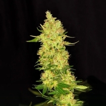 Northern Cheese (Dready Seeds) Cannabis Seeds