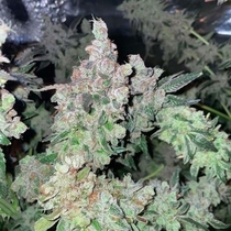 Dank N Later (Dank Genetics Seeds) Cannabis Seeds