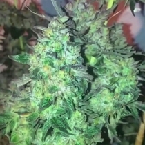 Dank Mon£y (Dank Genetics Seeds) Cannabis Seeds